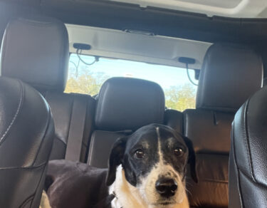 This is a picture of Gunner on the day he went back to the surgeon to make sure his luxated hip was indeed firmly back in place.